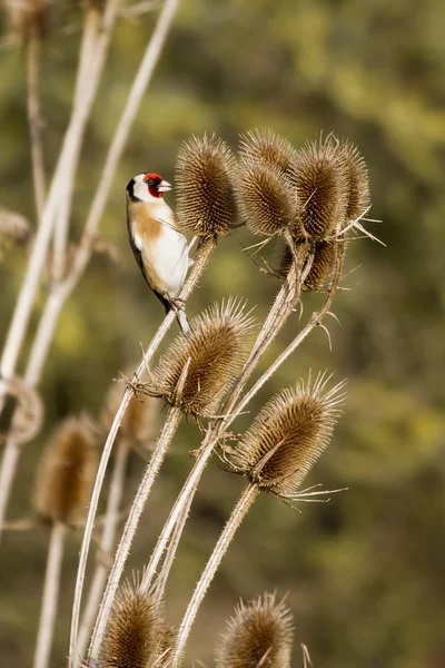 Pinzón dorado (Carduelis-carduelis ) —  Fotos de Stock