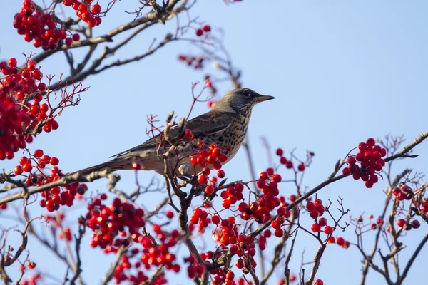 Fieldfare with red berries — Stock Photo, Image