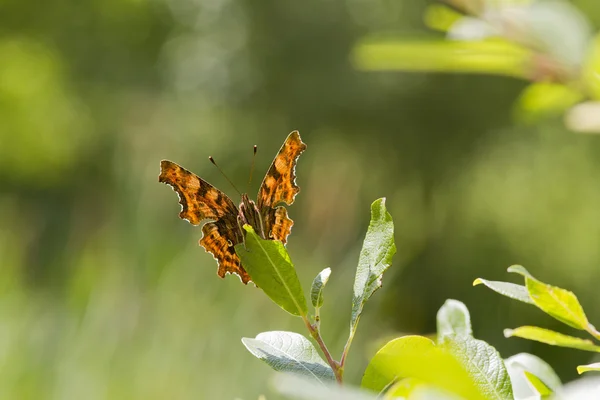 Comma  Butterfly — Stock Photo, Image