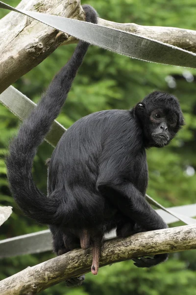 Black Spider Monkey — Stock Photo, Image