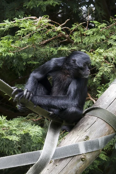 Black Spider Monkey — Stock Photo, Image