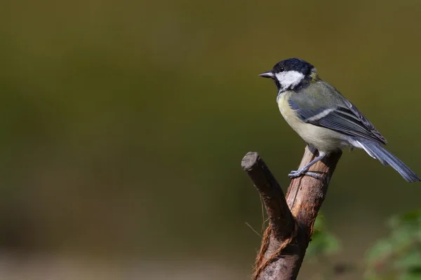 Большая синица (Parus major)) — стоковое фото