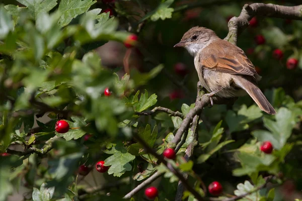 Whitethroat (Sylvia communis) — Stock Photo, Image