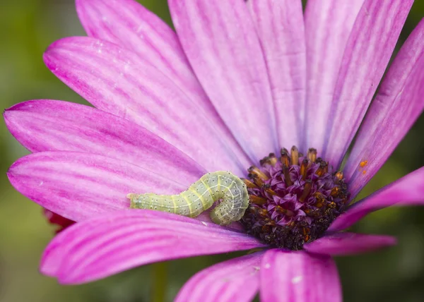 Raupe auf einer Blume — Stockfoto