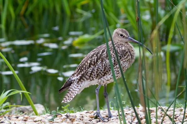 Curlew in cerca di cibo — Foto Stock