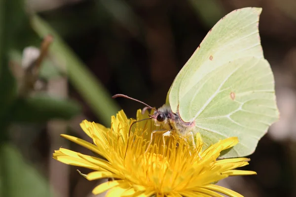 Grote witte vlinder — Stockfoto