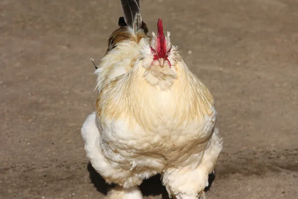 Weiße Henne — Stockfoto