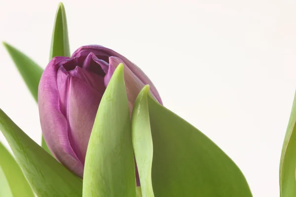 Fialový Tulipán — Stock fotografie