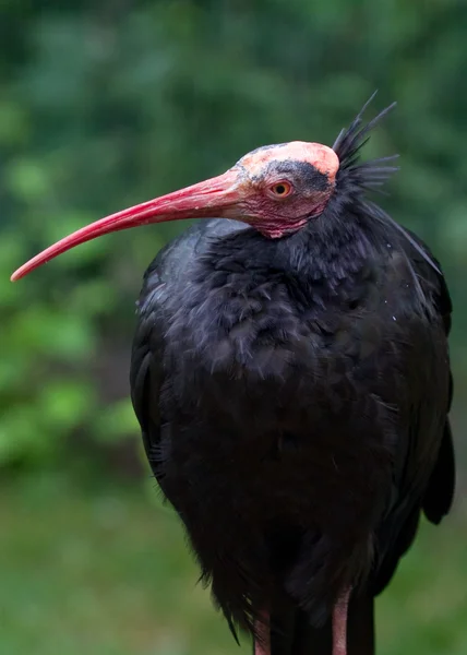 Tropischer Ibis — Stockfoto