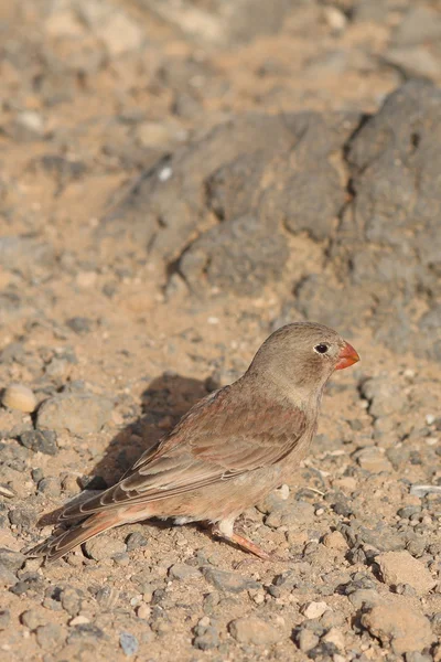 Trumpetista finch — Stock fotografie