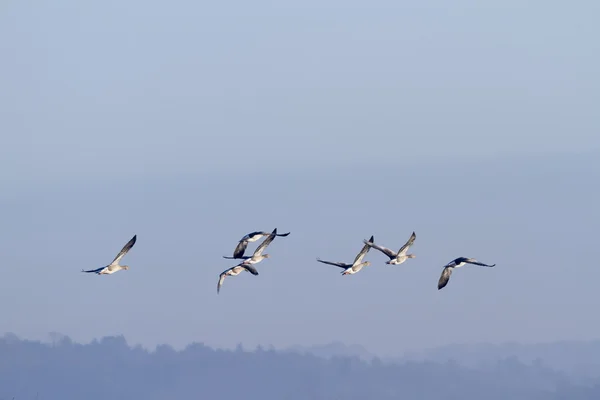 Gansos de Greylag en vuelo — Foto de Stock