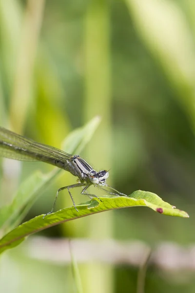 Damselfly na folha — Fotografia de Stock