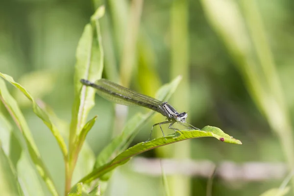 Damselfly en hoja — Foto de Stock