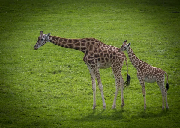 Giraffe With mother — Stock Photo, Image
