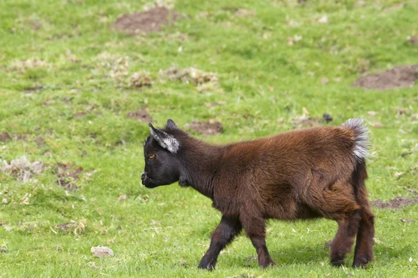 Pygmy goat — Stock Photo, Image