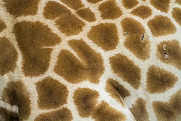 Giraffe skin — Stock Photo, Image