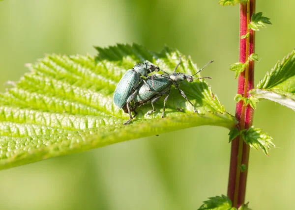 Weevil crianza en una hoja —  Fotos de Stock