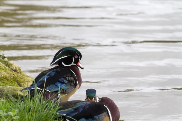 Patos de madera (Aix sponsa ) —  Fotos de Stock