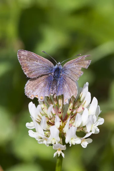 Motyl błękitny — Zdjęcie stockowe