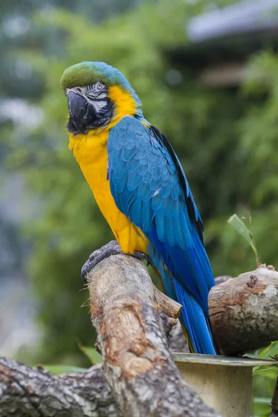 Macaw perched on stem — Stock Photo, Image