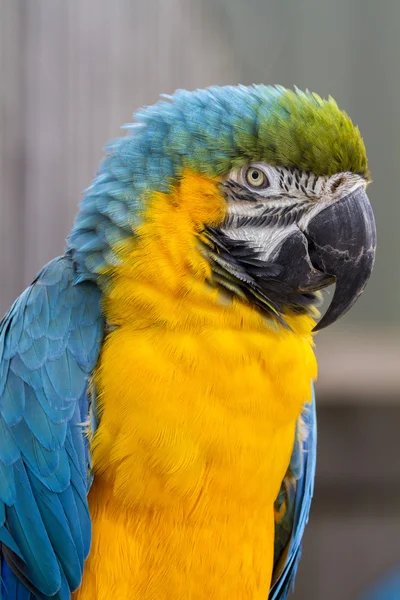 茎に腰掛けのコンゴウインコ — ストック写真