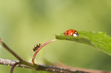 Ladybird yaprak üzerinde