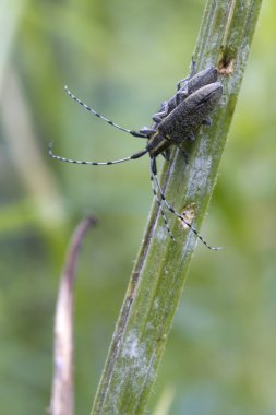 Böcekleri (Agapanthia villosoviridescens )