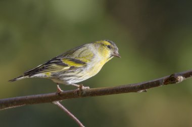 iskete üzerinde şube