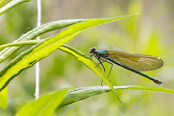 Gebonden demoiselle (Calopteryx splendens) — Stockfoto