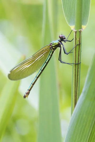 Banded demoiselle — Stock Photo, Image