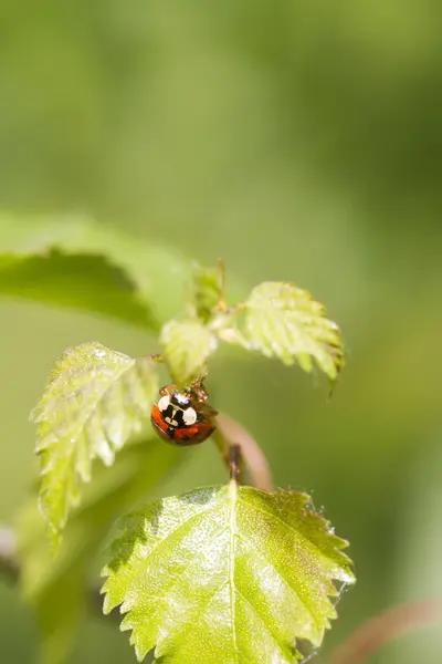 Marienkäfer auf Blatt — Stockfoto