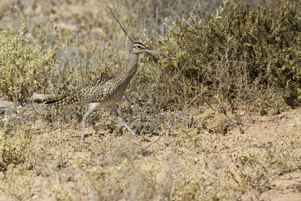 Whimbrel άγρια — Φωτογραφία Αρχείου