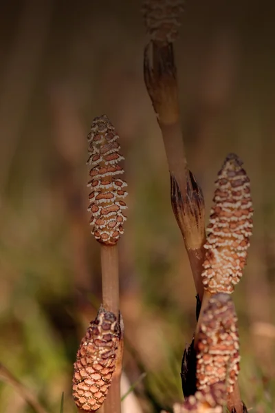 Field Horsetail — Stock Photo, Image