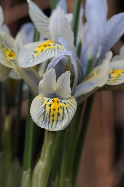 Flor de íris anã — Fotografia de Stock