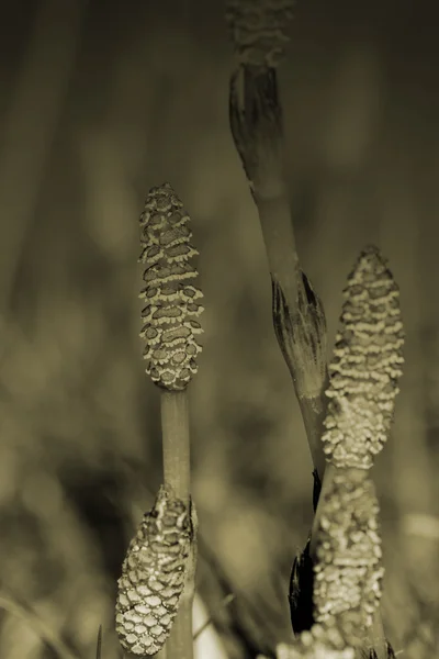 Field Horsetail — Stock Photo, Image