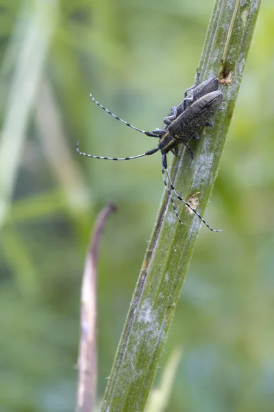 Chrząszcze (Agapanthia villosoviridescens ) — Zdjęcie stockowe