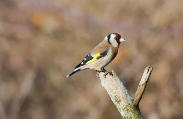 Goldfinch na filial — Fotografia de Stock