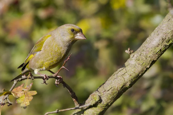 枝に greenfinch preched — ストック写真