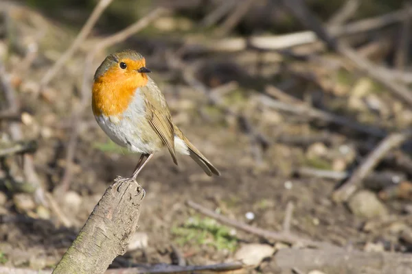 Robin obecná (Erithacus rubecula) — Stock fotografie