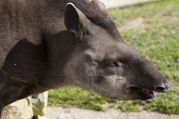 Tapir Güney Afrika — Stok fotoğraf