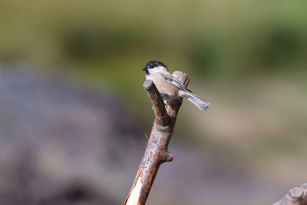 Willow Tit — Stock Photo, Image