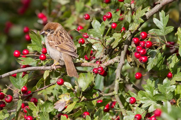 Tree Sparrow — Stock Photo, Image