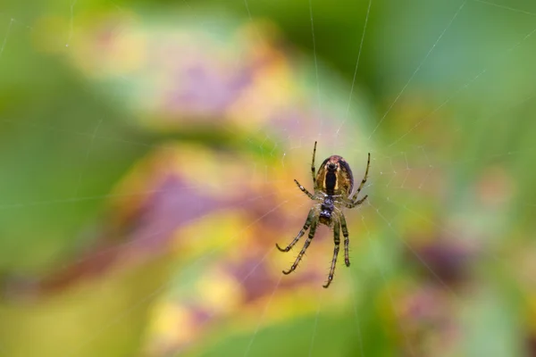 在其网站上的蜘蛛 — 图库照片