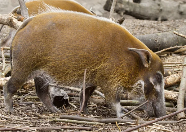 Porco del fiume rosso — Foto Stock