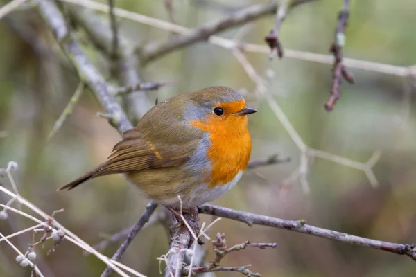 Robin (Erithacus rubecula) — Stok fotoğraf