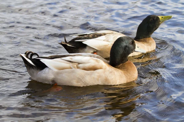 Ducks on the lake — Stock Photo, Image