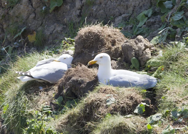 Herring Gulls — Stock Photo, Image