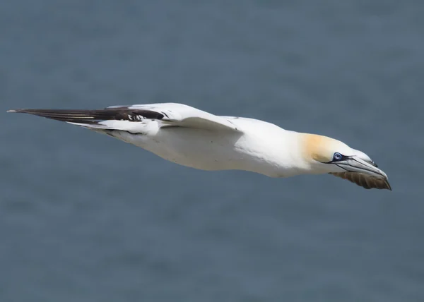 Gannet under flygning — Stockfoto