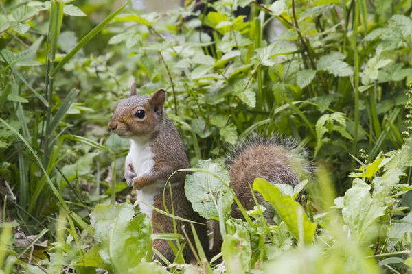 Squirrel looking for food — Stock Photo, Image