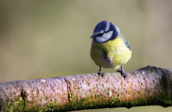 Tetta blu — Foto Stock